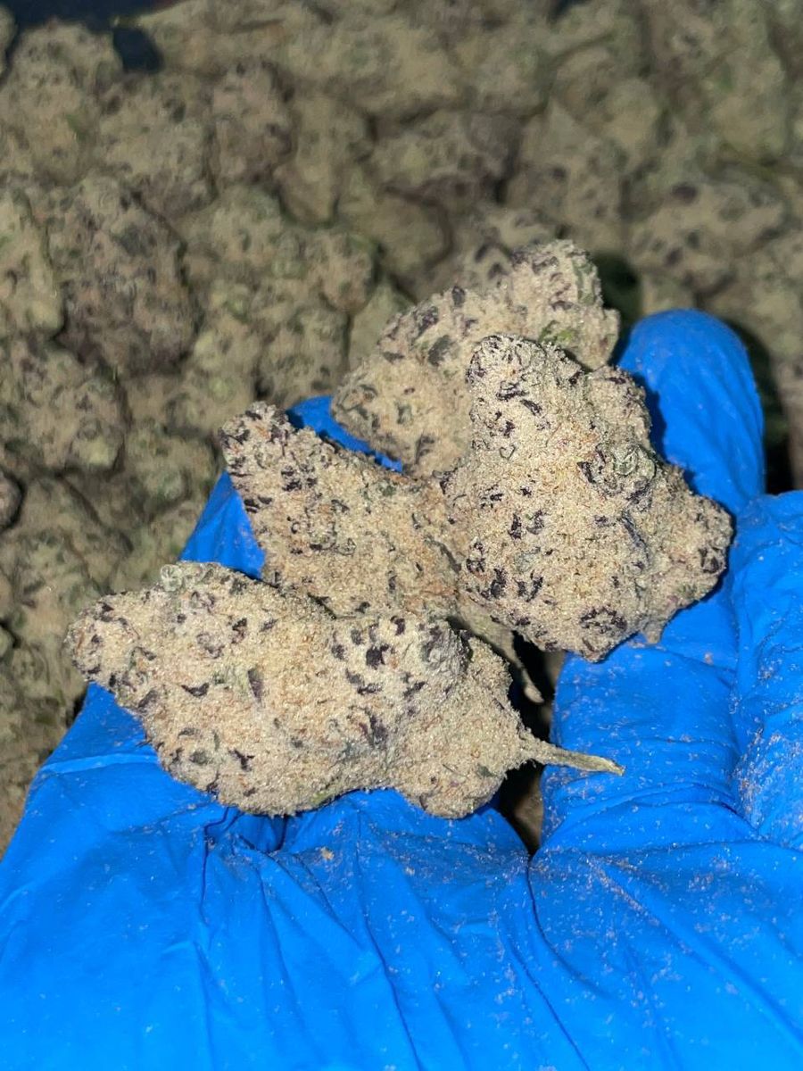 Weed for Sale in France