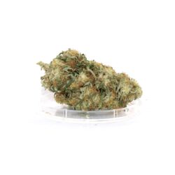 parc du dispensaire France