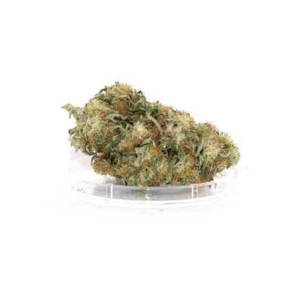 parc du dispensaire France