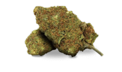 barcelona kush weed club