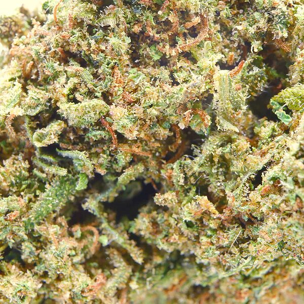 flowers-greenhouse-gelato-macro-600x600