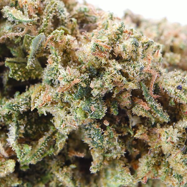 flowers-greenhouse-gorilla_glue-macro-600x600