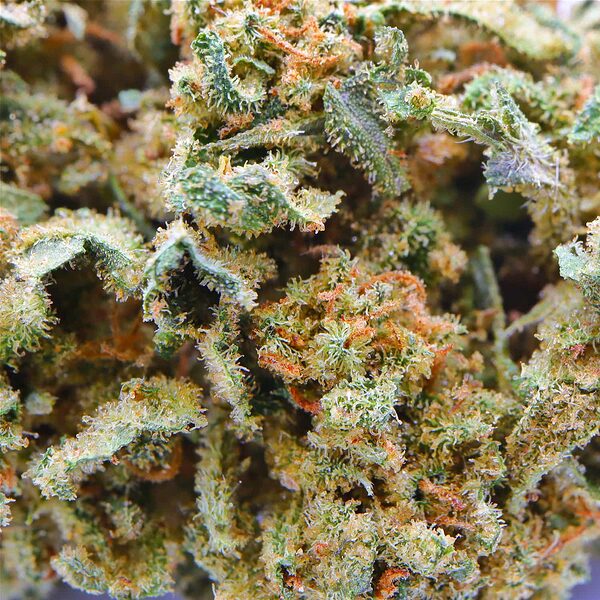 weed italy weed italy