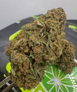 Canna Indica in Austria