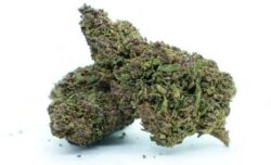 Weed in Brussels, Buy Sativa marijuana weed strain online