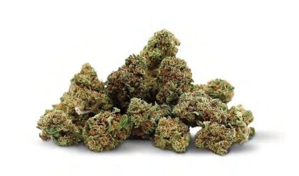 cannabis bankier Poland