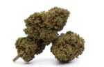 sativa sour diesel spain