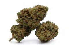 sativa sour diesel spain