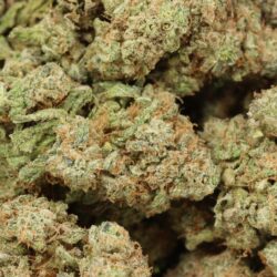 blue dream barcelona