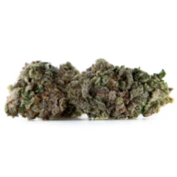 Buy Afghani Weed Strain