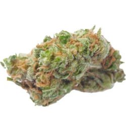 Buy African Buzz Sativa Weed Strain