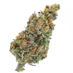 Buy Aloha Sativa Weed Strain