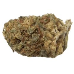 Buy Berkeley Sativa Weed Strain