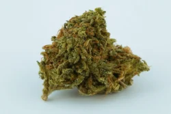 Buy Black Domina Weed Strain