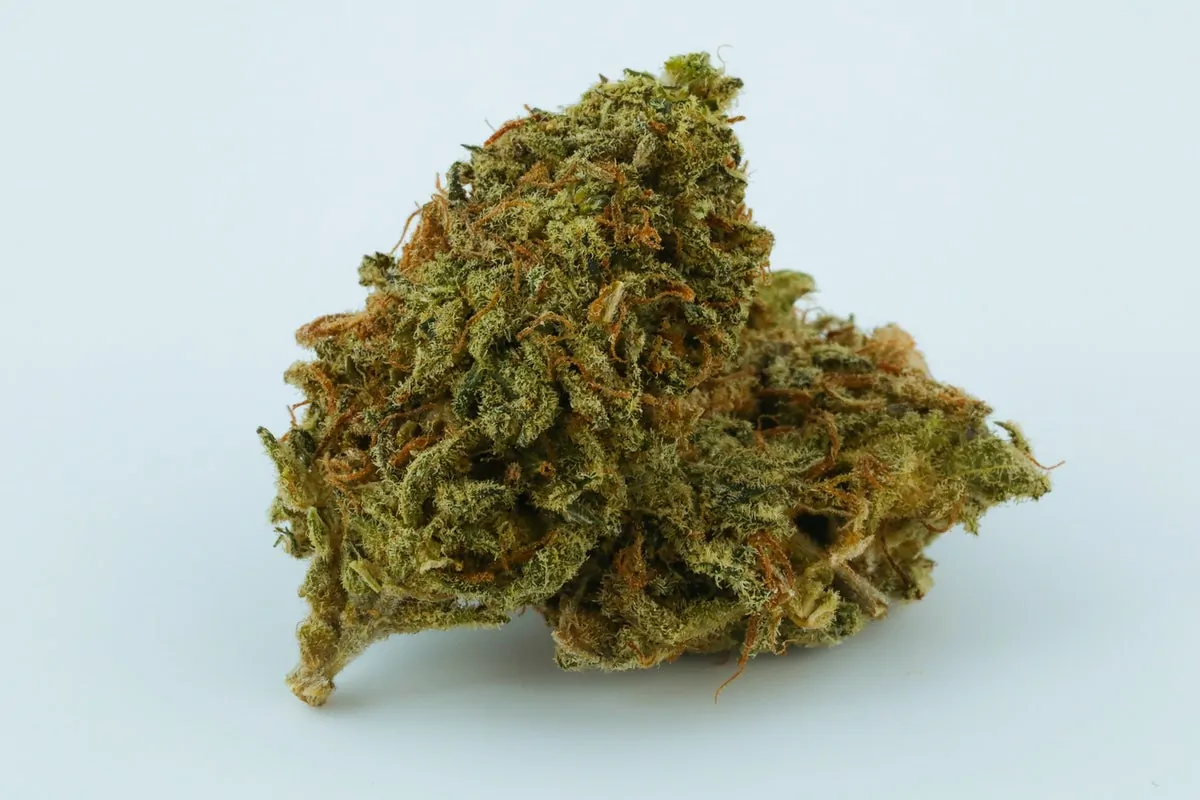 Buy Black Domina Weed Strain Buy Black Domina Weed Strain