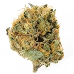 Buy Black Widow Sativa Weed Strain