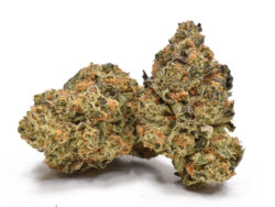 Buy Blissful Wizard Weed Strain