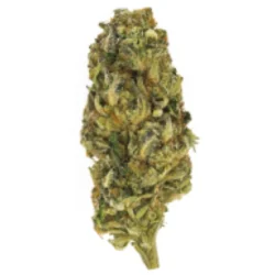 Buy Chemo Indica Weed Strain