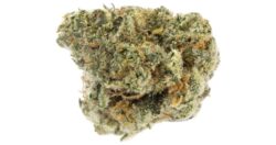 Buy Cheetah Piss weed strain