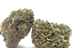 Buy Chemdawg #4 weed strain