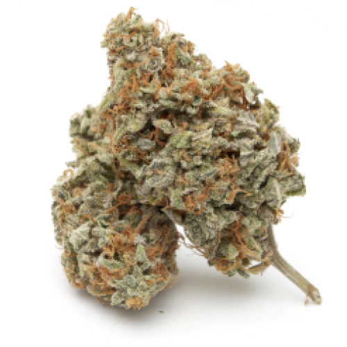 Buy Chocolate THai Sativa Weed Strain Buy Chocolate THai Sativa Weed Strain
