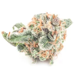 Buy Columbian Gold Sativa Weed Strain