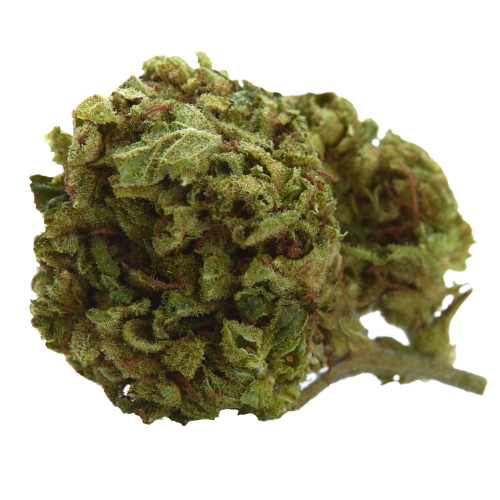 Buy Cookies Gary Payton Weed Strain Buy Cookies Gary Payton Weed Strain