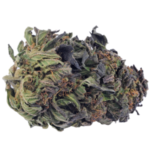 Buy Critical-Plus-2.0-Marijuana-Strain Buy Critical Plus 2.0 Weed Strain