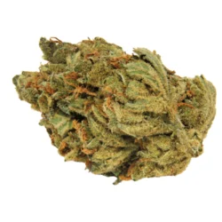 Buy Doc Trinity Sativa Weed Strain