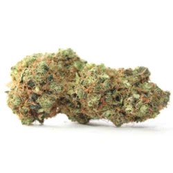 Buy Elephant Stomper Sativa Weed Strain