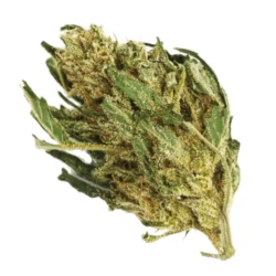 Buy Golden Tiger Sativa Weed Strain