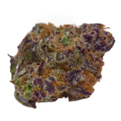Buy Jenny Kush Hybrid weed strain
