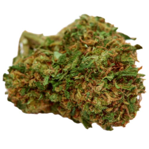 Buy Mag Landrace Weed Strain Buy Mag Landrace Weed Strain