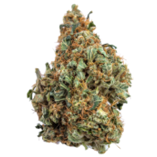 Mango Haze Hybrid weed strain Mango Haze Hybrid weed strain