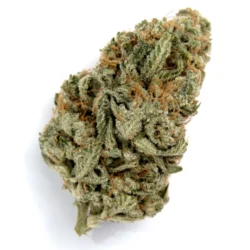 OG Malawi Haze Sativa Weed Strain