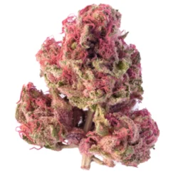 Buy Orange Sherbet Hybrid weed strain