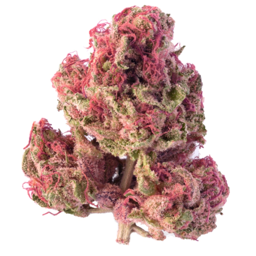 Buy Orange Sherbet Hybrid weed strain Buy Orange Sherbet Hybrid weed strain