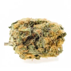 Buy Panama Red Sativa Weed Strain