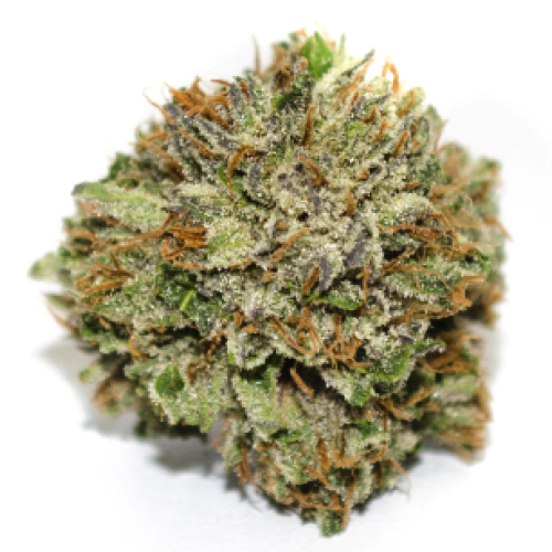 Buy Peachese and Cream Sativa Weed Strain Buy Peachese and Cream Sativa Weed Strain