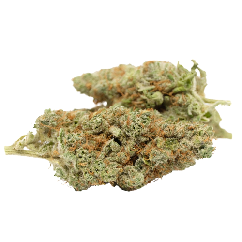 Buy Pine OG Sativa Weed Strain Buy Pine OG Sativa Weed Strain
