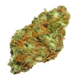 Buy Platinum Champagne Sativa Weed Strain