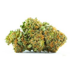 Buy Platinum cookies Hybrid weed strain