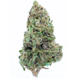 Buy Poison haze Sativa Weed Strain