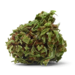 Buy Royal Dream Sativa Weed Strain