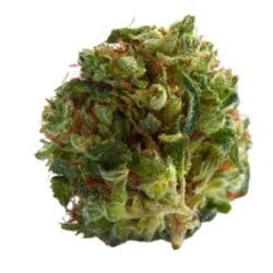 Buy Sour Banana Sherbet Hybrid weed strain