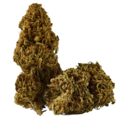 Buy The Dutchess Sativa Weed Strain