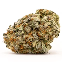 Buy Thin Mint Girl Scout Cookies weed strain