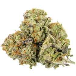 Buy Voodoo Sativa Weed Strain
