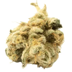 Buy Zurcules Weed Strain