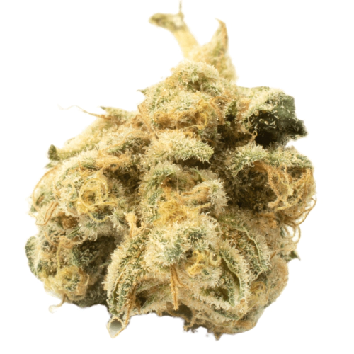 Buy Zurcules Weed Strain Buy Zurcules Weed Strain